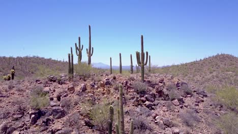 aerial shot over desert cactus in saguaro national park near tucson arizona 2