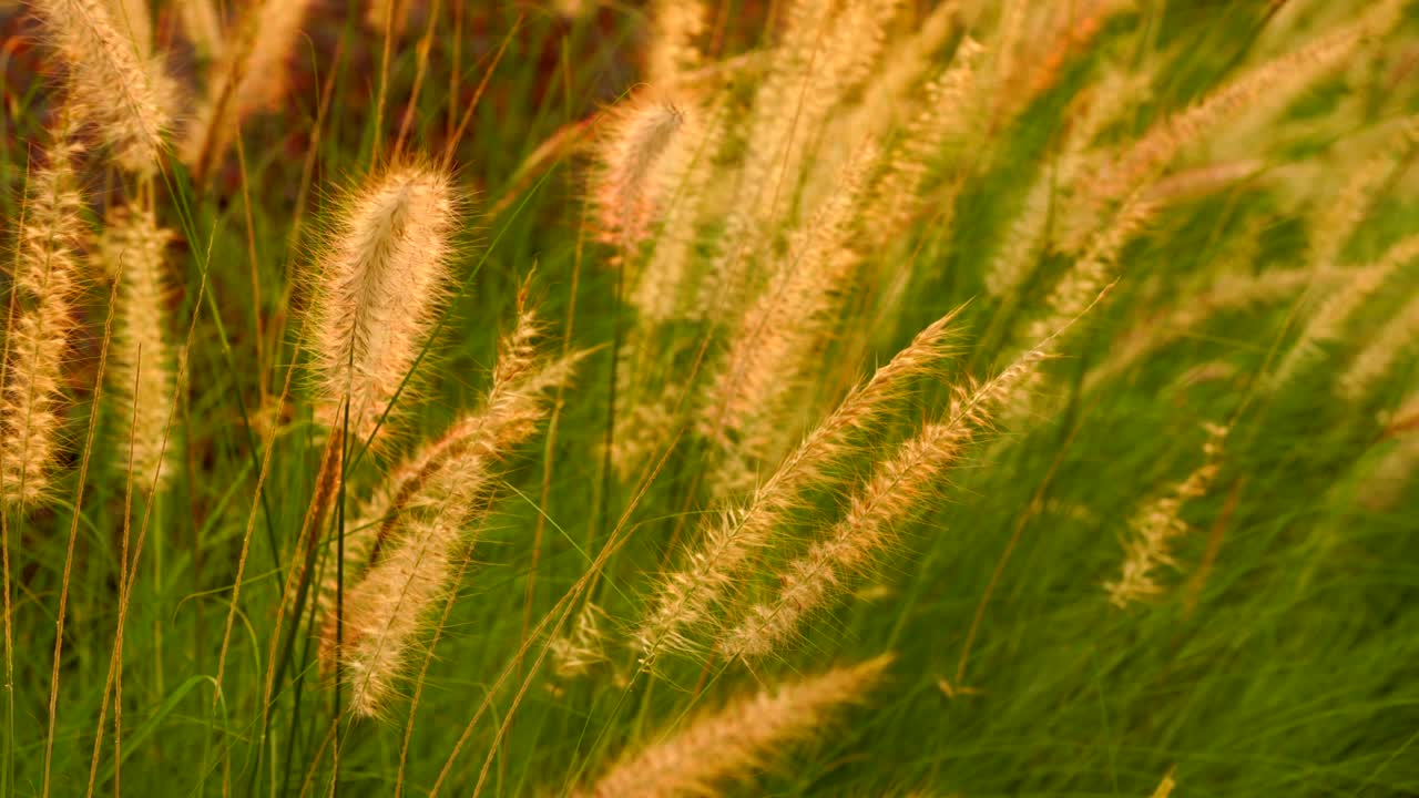green grass is movement along the wind, outdoor garden.