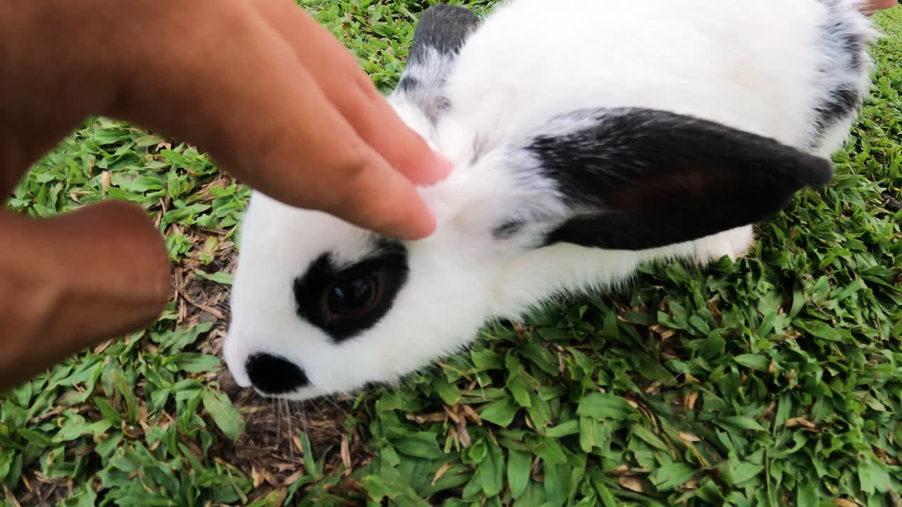 Human Hand Petting Adorable Checkered Giant Rabbit On The Grass. close up