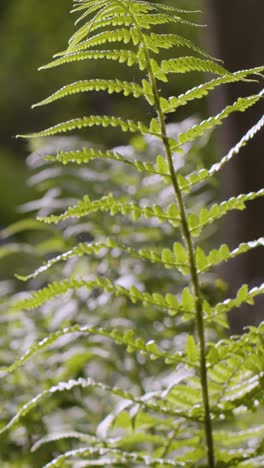 Vertical-Video-Woodland-Close-Up-Ferns-Growing-In-UK-Countryside-1