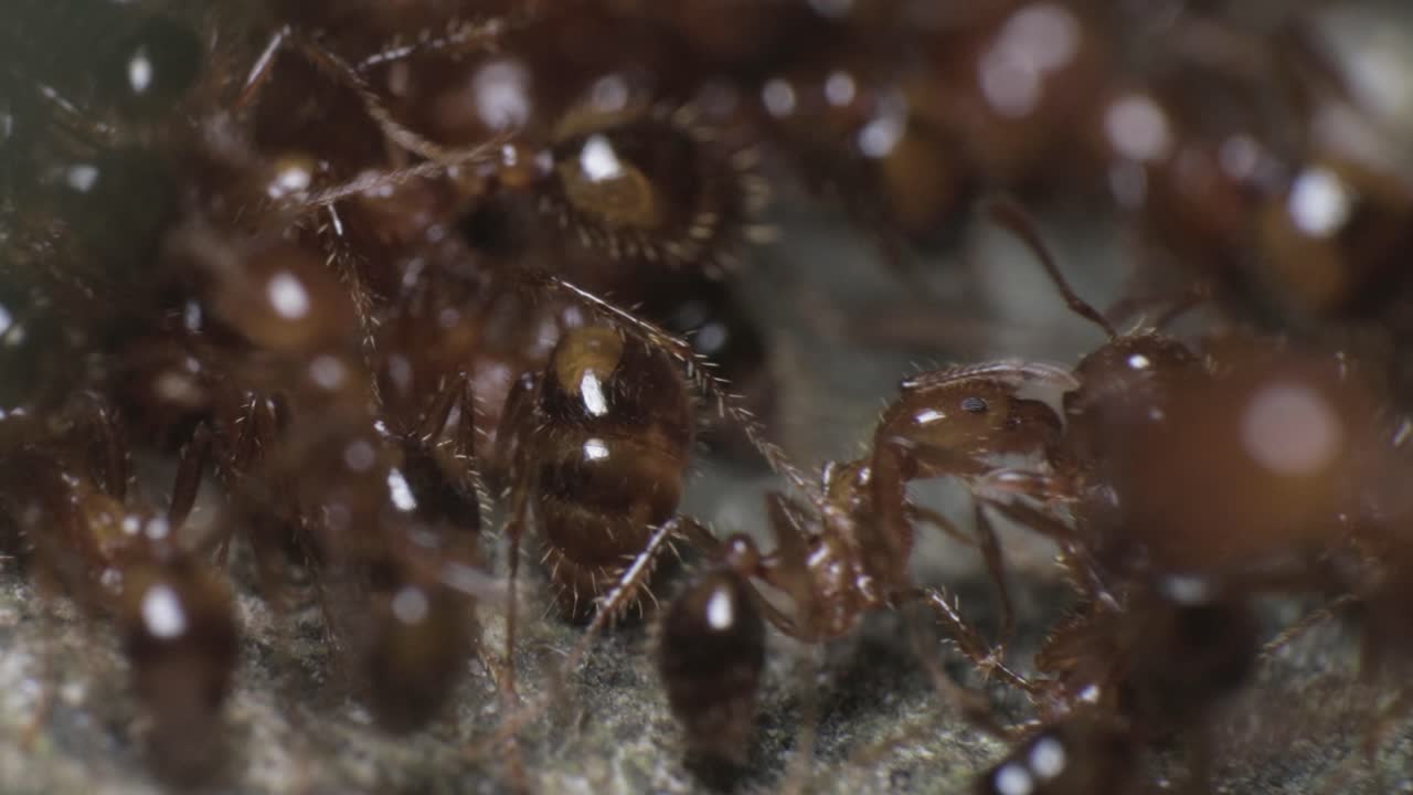 toma macro de muchas hormigas peludas rojas trabajando y moviéndose en la parte superior de su nido, 4k