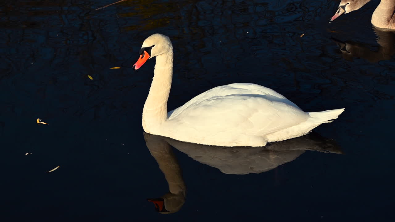 A beautiful swan moves smoothly across the dark water reflecting the colors of sunset. The tranquil park creates a serene backdrop for this elegant sight