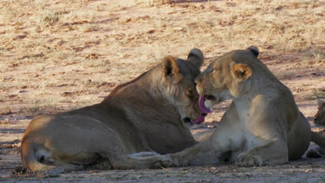 beautiful lionesses grooming each other while lying on the ground in kgalagadi, botswana