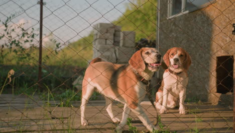 two beagle dogs behind chain-link fence, one sitting calmly while other stands moving around curiously, sunny outdoor setting with grass and old building in background