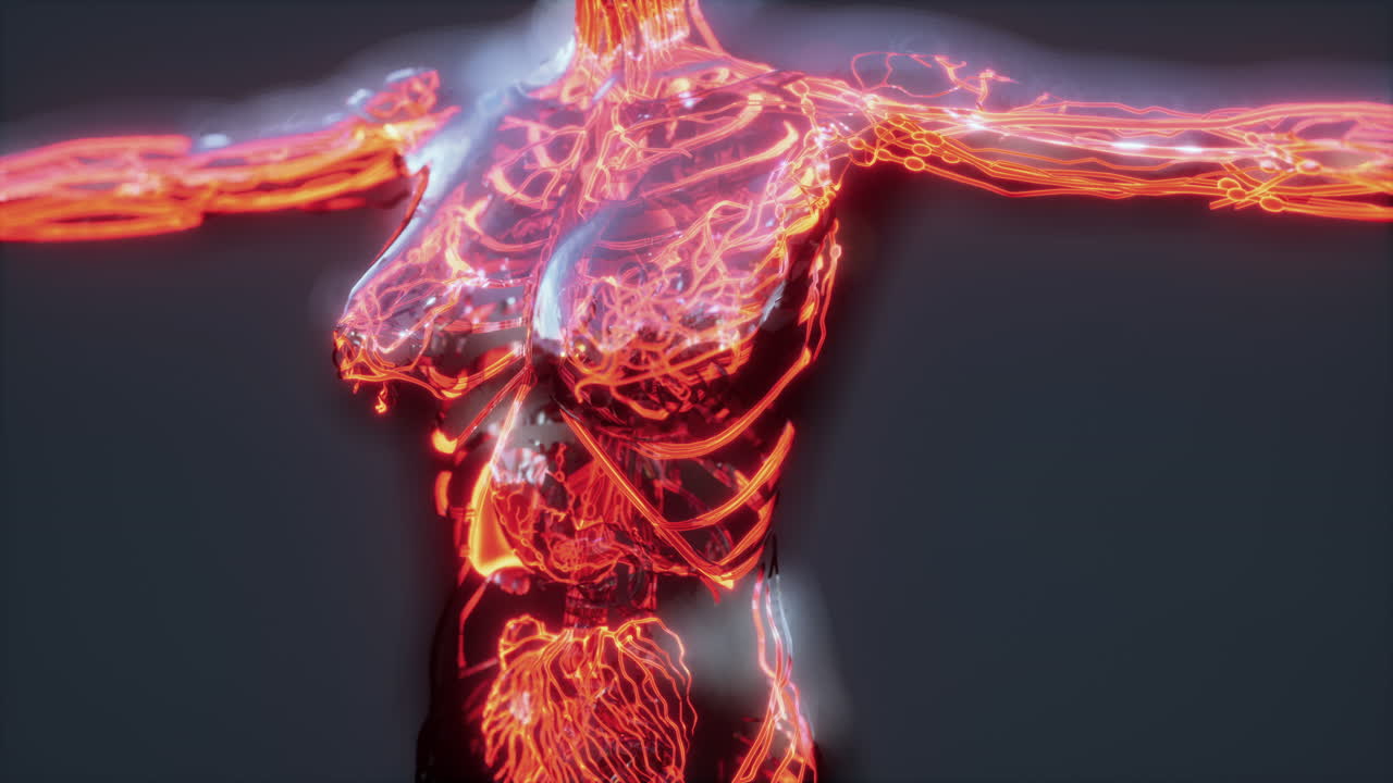 análisis de exploración de la anatomía humana que muestra la circulación sanguínea