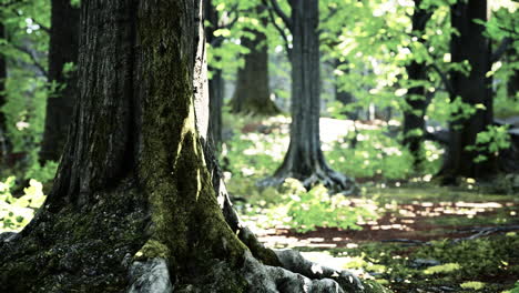 a mossy tree trunk in a lush forest