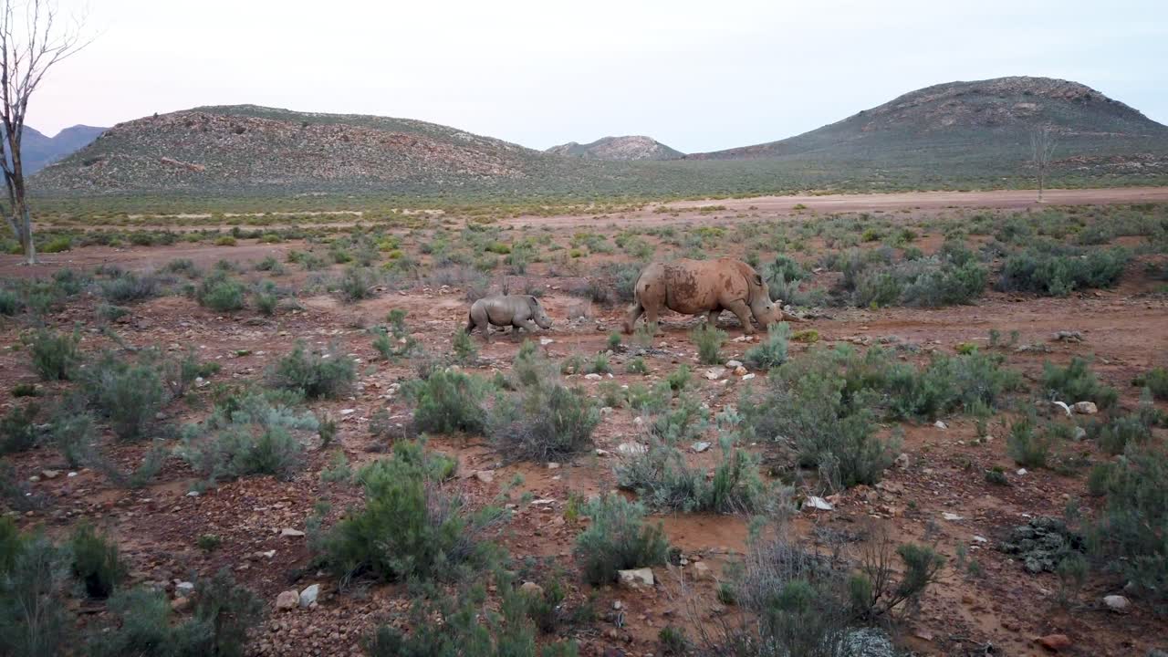 мама и детеныш носорога в естественной среде обитания в южной африке