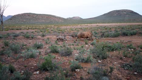 mom and baby rhinoceros in their natural habitat in south africa