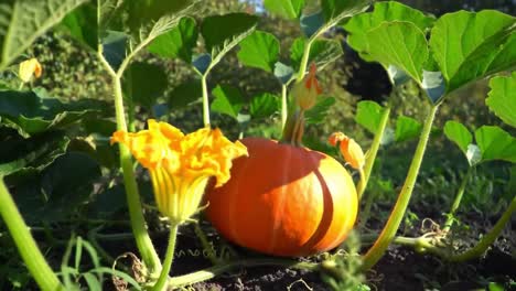 a lively garden showcases a bright orange pumpkin nestled among vibrant yellow flowers. the setting emphasizes the beauty of nature in autumn with lush green leaves surrounding the pumpkin.