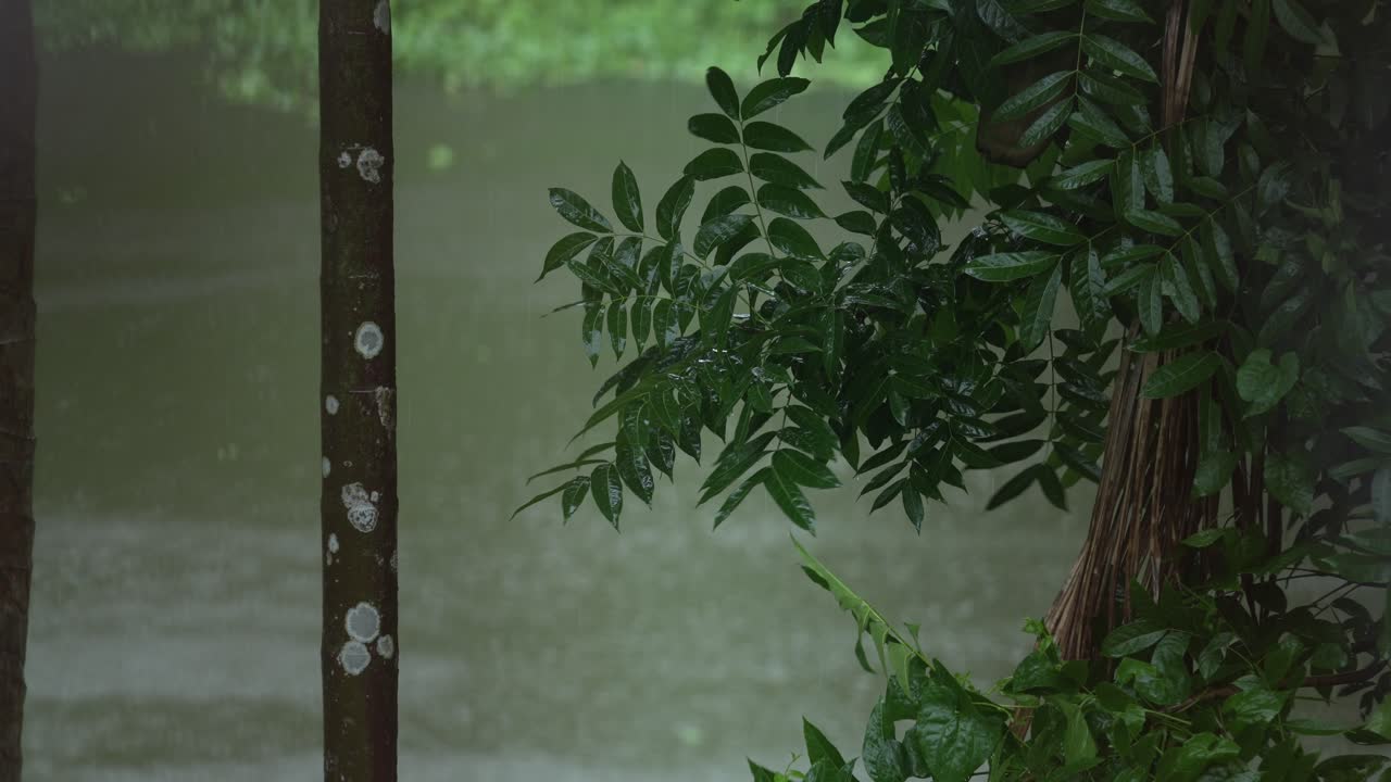 숲 속에서 비가 내리고 있어