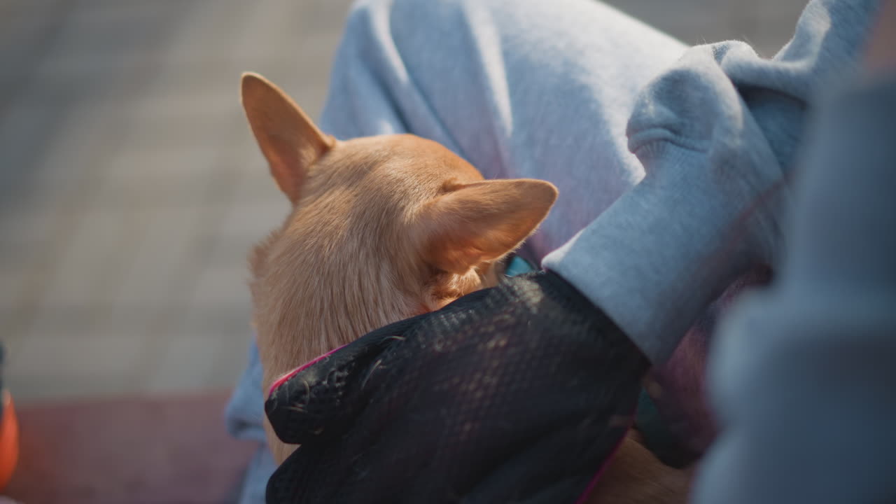 평화롭게 쉬고 있는 고요한 작은 강아지, 밝은 햇빛 아래 주인의 곁에 누워있는 온순한 치와와, 밝은 햇빛과 평온한 분위기 속에서 주인을 가로질러 평화롭게 늘어져 있는 차분한 작은 강아지