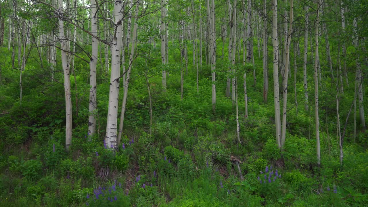 Aspen Mountain AJAX Snowmass Wilderness Little Annie Trailhead Richmond Hill kevät kesä tiheä haapametsä rinne aamu rehevät vihreät kasvit purppuranväriset luonnonkukat Kalliovuoret ympyröivät oikealle