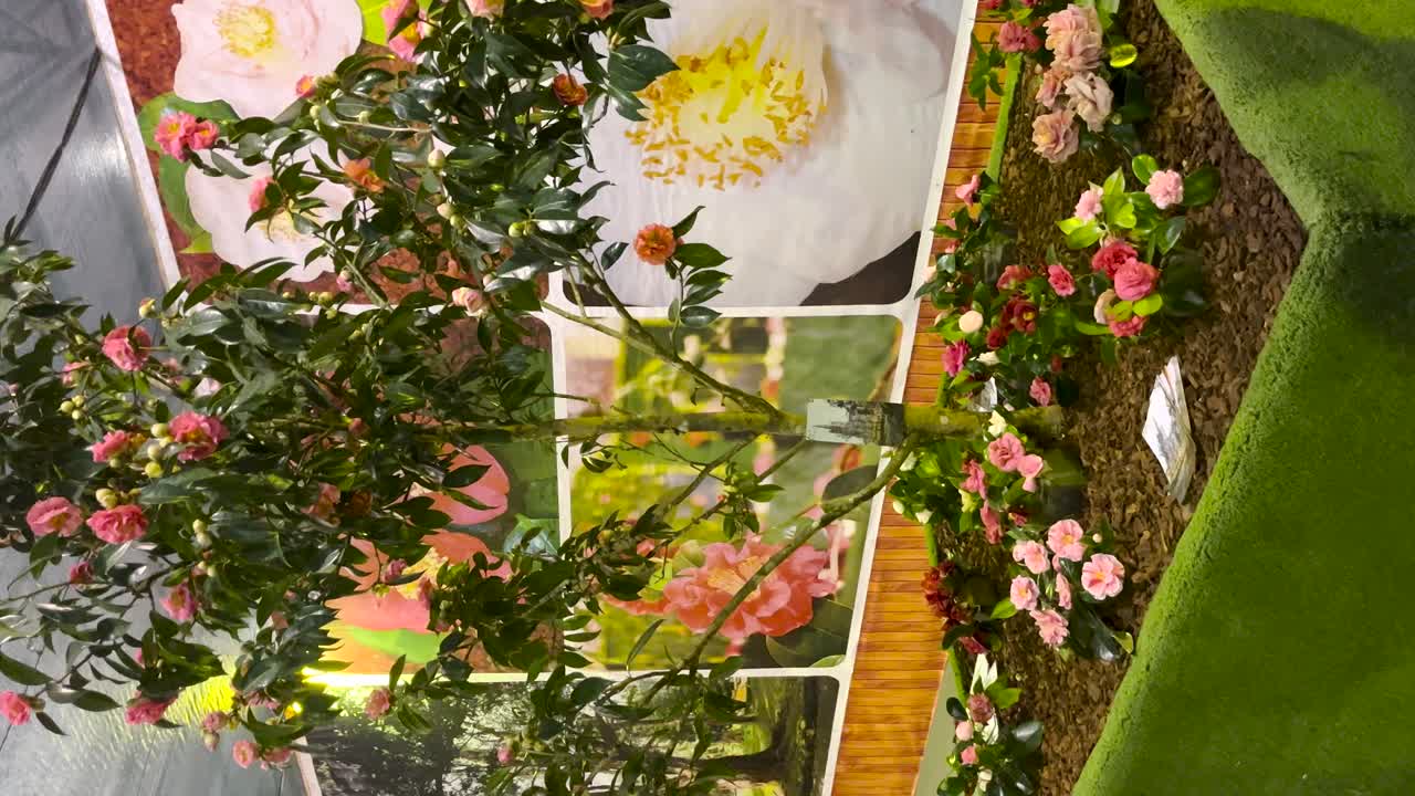 Rosa roser blomstrer på en velstelt innendørs busk, med kameliablomster på Azorene-arrangement
