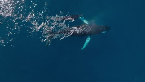 Close-up-aerial-birdsweye-view-of-a-mother-and-cute-calf-humpback-whale-swimming-near-the-surface-with-the-baby-playing-around-and-spinning