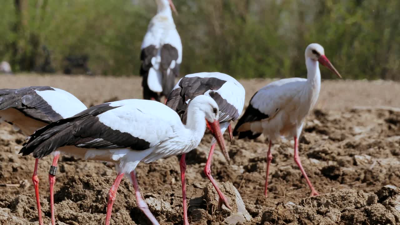 muchas cigüeñas salvajes comiendo gusanos en el campo agrícola durante el caluroso día de verano, cierran