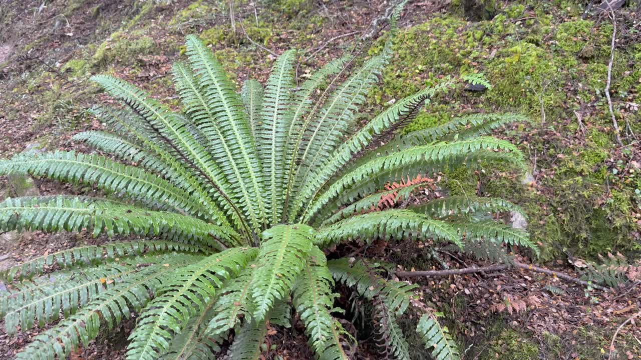 Camera slowly pans across lush fern on mossy hillside, natural daylight, steady movement, vibrant greenery