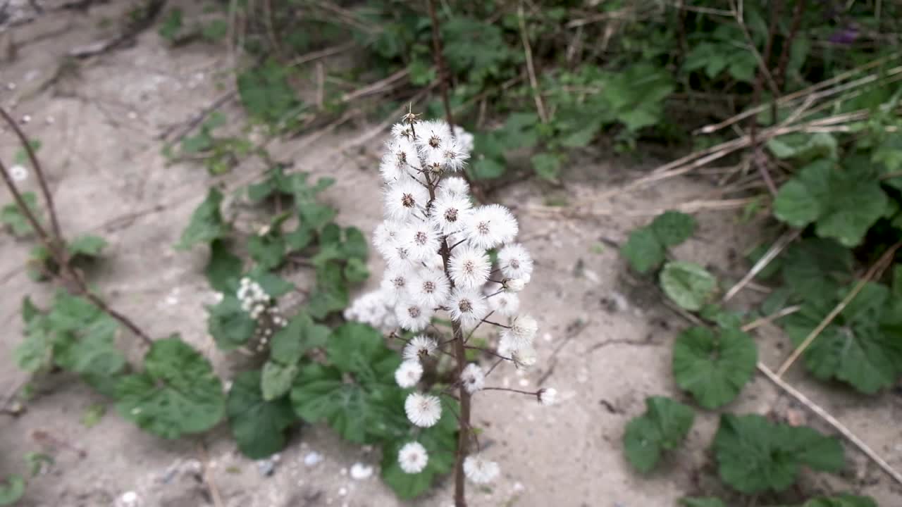 flores de primavera en eslovenia cerca de bohinj y el lago bohinj