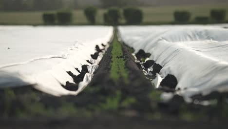 piles of dirt hold down plastic tarps covering rows of farmland field