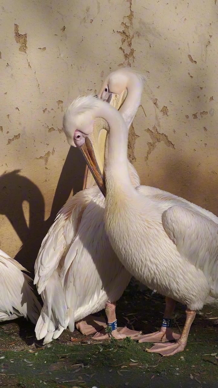 Two Great White Pelicans Preening Together in Sunlight