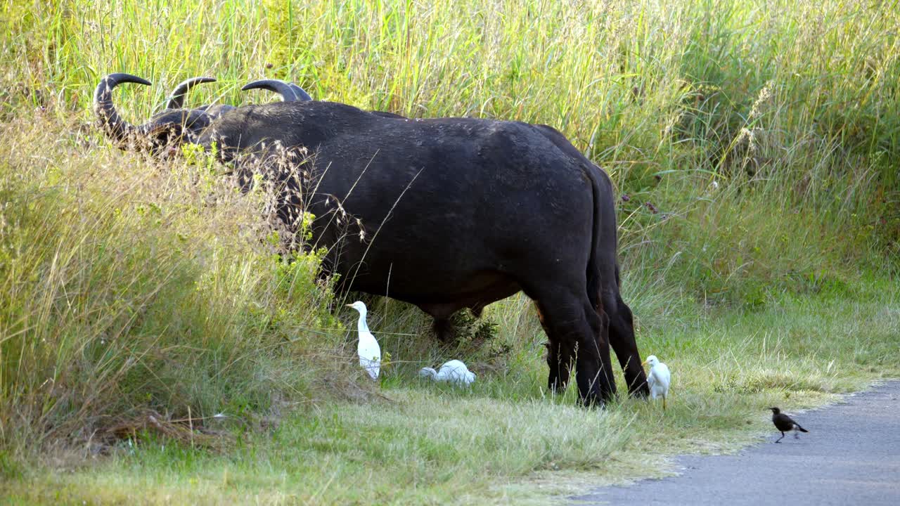 고속도로 옆 풀밭에서 많은 버팔로가 먹고 있습니다.