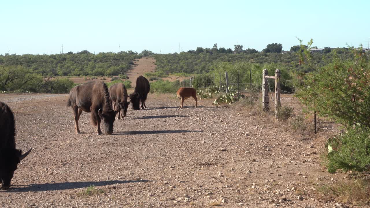 un becerro de bisonte comiendo junto a su madre