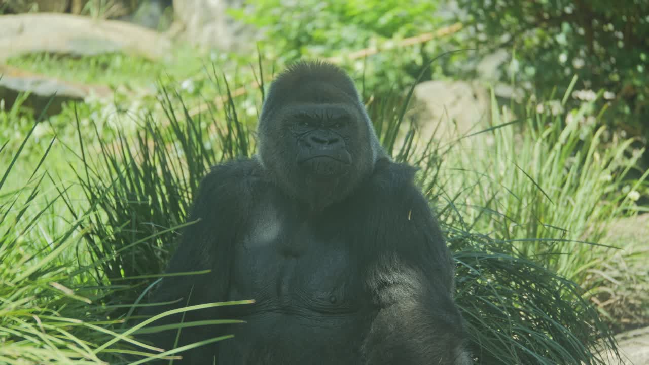 Western Lowland Gorilla male sits among grass looking around nervously