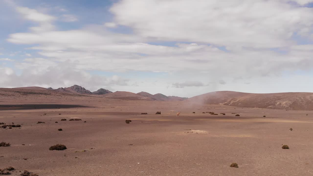 Sand flying over the dunes of the Chimborazo desert in Ecuador, llamas appear in the scene