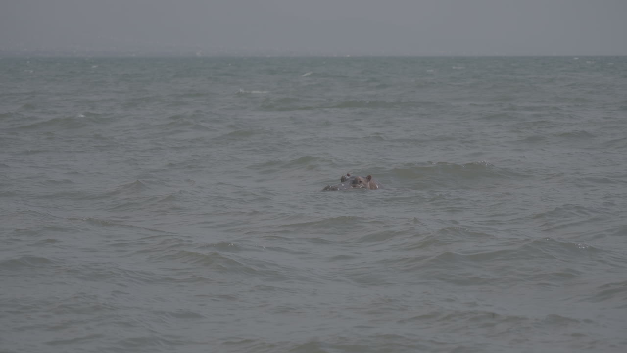 Slowmotion shot of a hippopotamus peeping above the water line near Bujumbura Burundi in Lake Tanganyika in between the waves on a grey day LOG