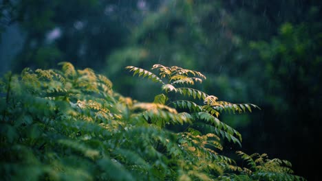 Heavy rain falling on leaves of a neem tree during monsoon season in India