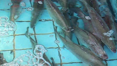 fresh fish display at a seafood market