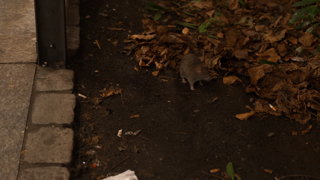toma de seguimiento de un roedor corriendo por encima de los árboles otoñales