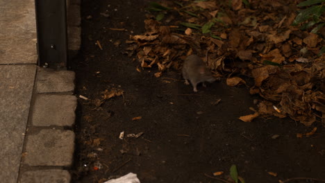 tracking shot of a rodent running around of top of the autumnal trees