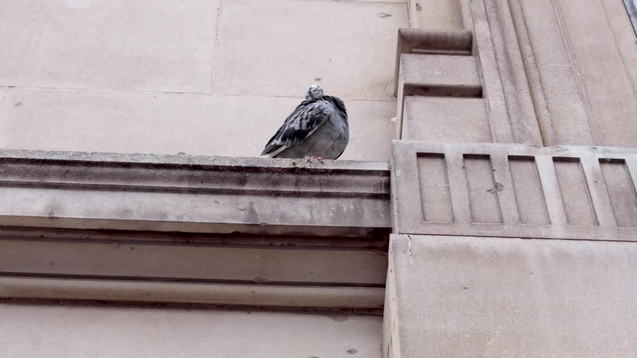 자연 역사 박물관 의 절벽 에 서 있는 비둘기