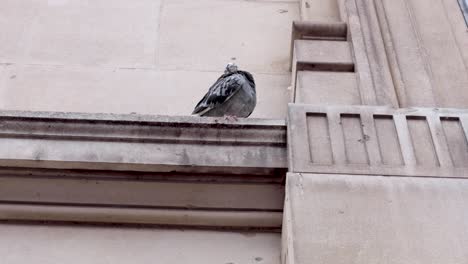 pigeon perched on natural history museum ledge