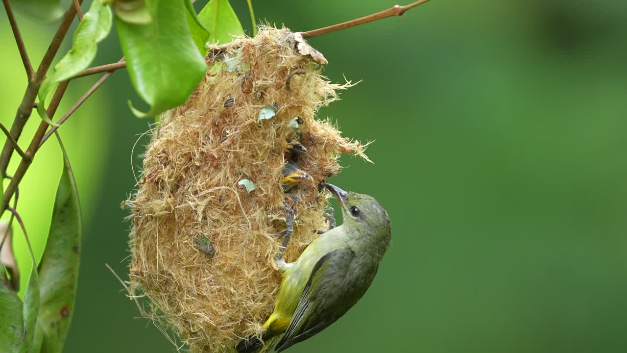 Orange-bellied Flowerpecker, likely a female given the less vibrant plumage, feeding its chicks inside a hanging, pear-shaped nest