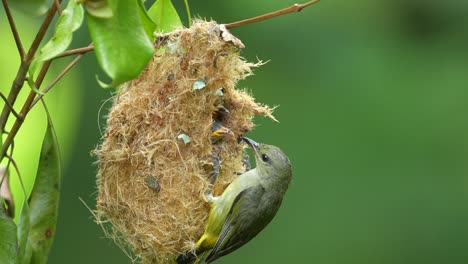 orange-bellied flowerpecker, likely a female given the less vibrant plumage, feeding its chicks inside a hanging, pear-shaped nest
