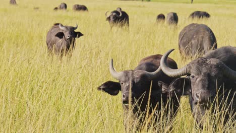 Slow-Motion-of-African-Buffalo-Herd,-Africa-Animals-on-Wildlife-Safari-in-Masai-Mara-in-Kenya-at-Maasai-Mara-National-Reserve,-Nature-Shot-in-Savannah-Plains-and-Long-Tall-Grass-Scenery