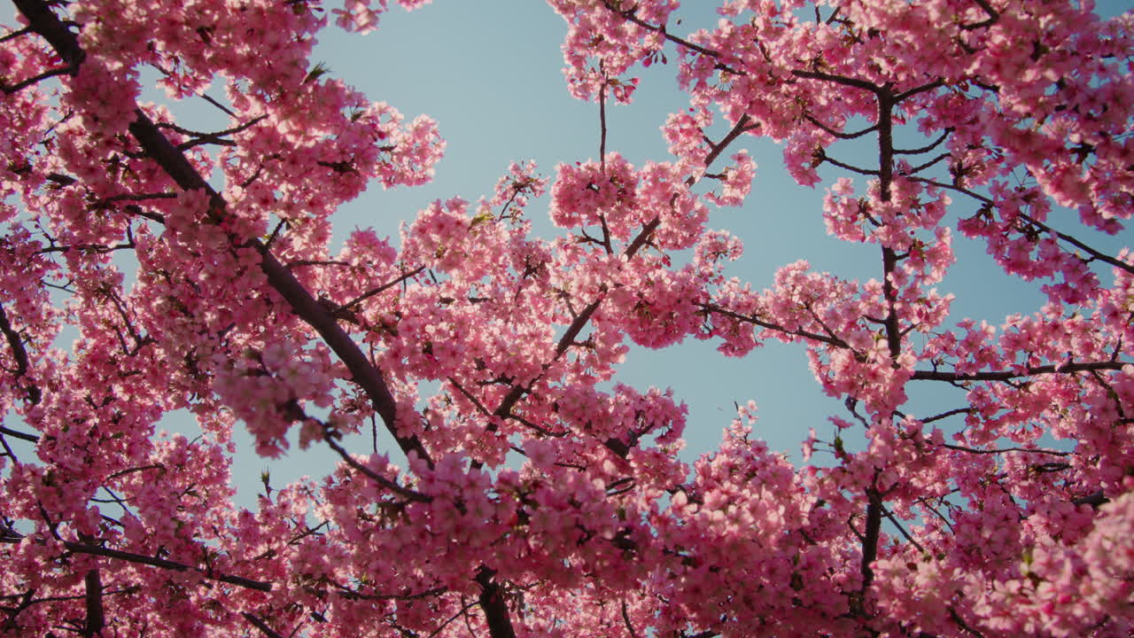 Pink Cherry Blossoms in Spring