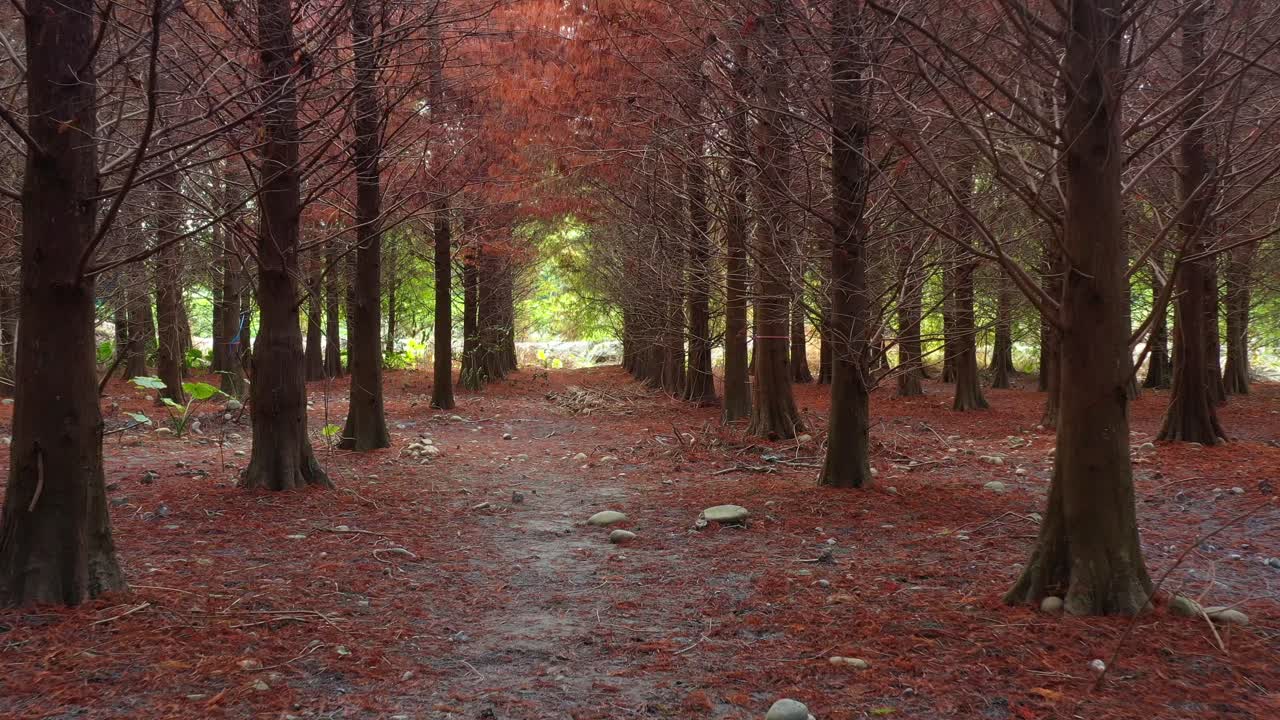 은 갈색 바늘이 땅을 고 은 가지의 자연적인 자루 아래 은 사이프러스 숲을 가로질러 조용한 길, 빛이 필터링, 나비가 장면을 가로지르며 날아갑니다.