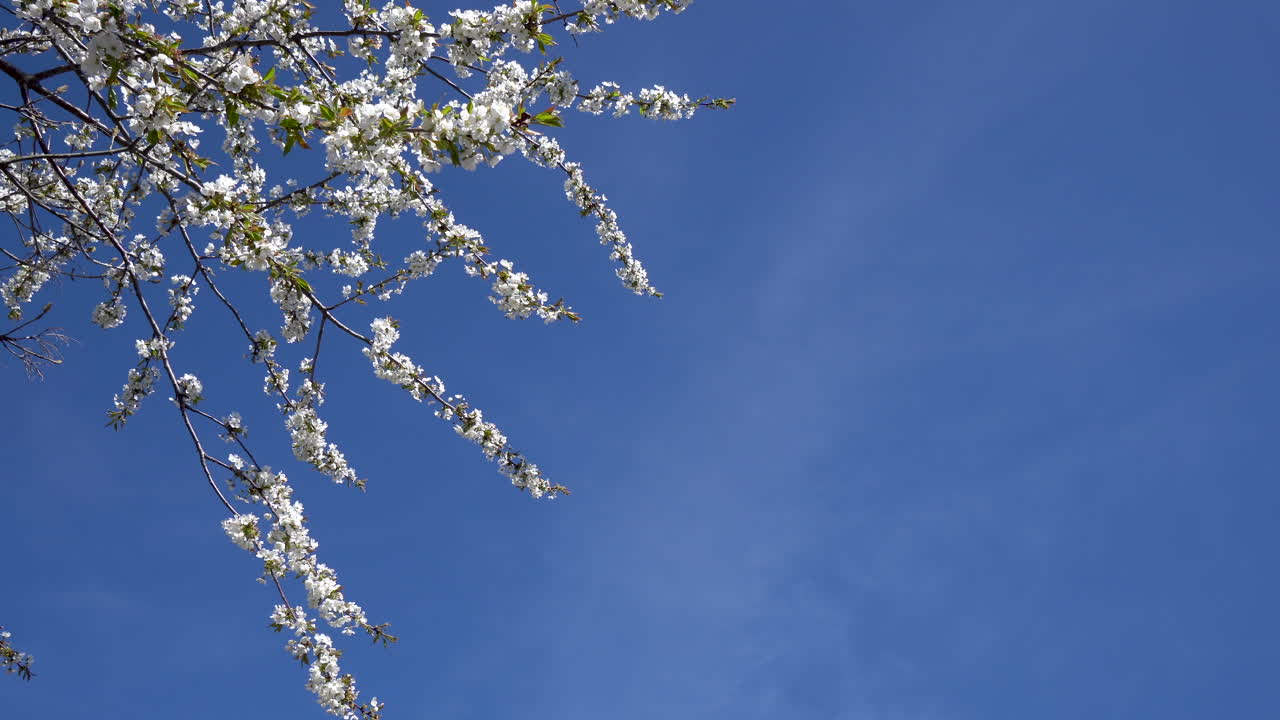 branches of a cherry tree with blossom on the left side and a lot of blue sky on the right side with a few bees flying around