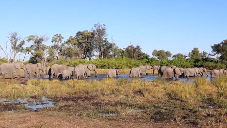 una gran manada de elefantes africanos disfruta de un chapuzón en un pozo de agua