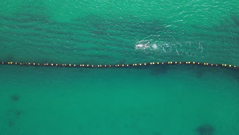 top down tracking shot of person swimming in beautiful ocean during sunny day in the morning - aerial overhead view