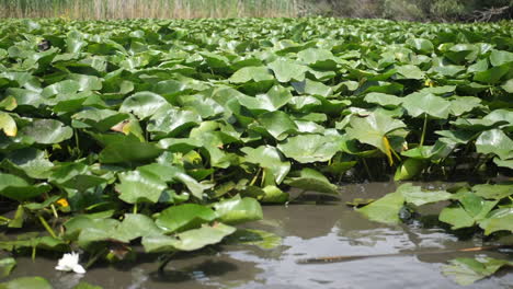 Spezifische-Vegetation-Am-Wilden-Schönen-See