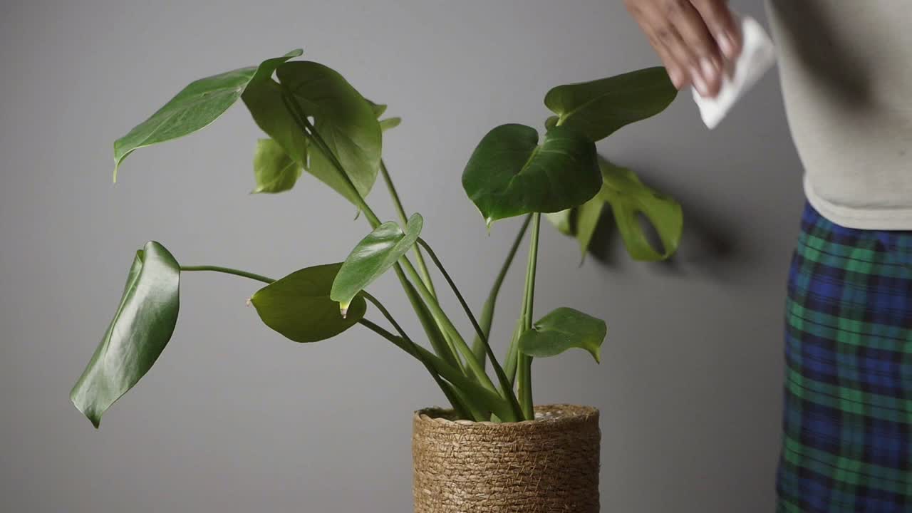 Cleaning a Monstera Plant