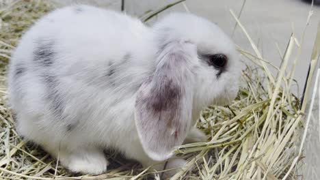 cute white rabbit in hay
