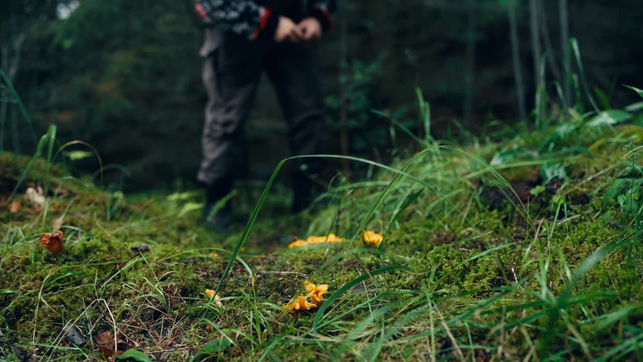 A Man Gathering Chantarell in Indre Fosen, Norway - Static Shot