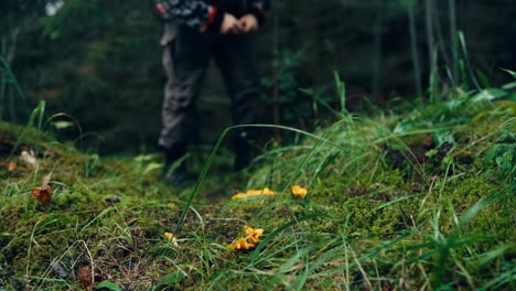 a man gathering chantarell in indre fosen, norway - static shot