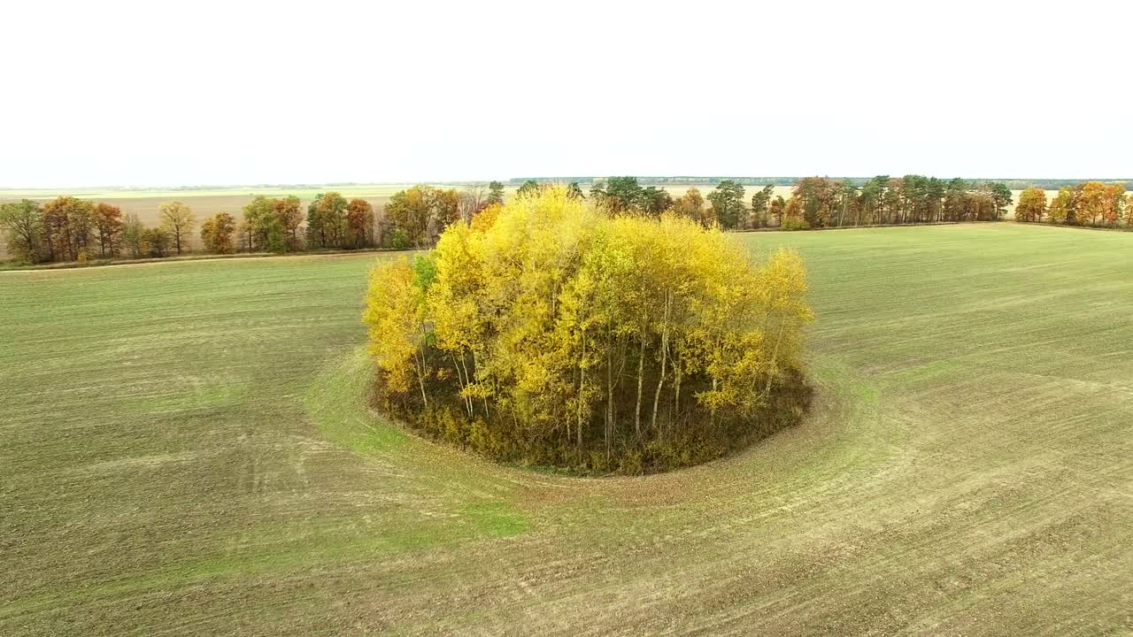 4k воздушный. вокруг желтых деревьев на сельскохозяйственном поле