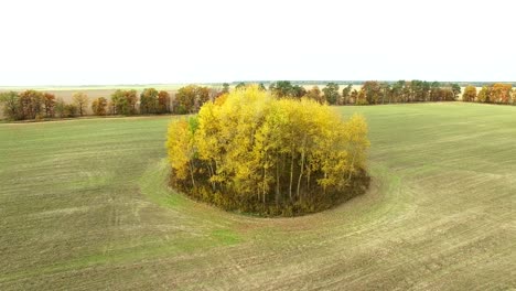 4k  aerial. around yellow trees on  agricultural field