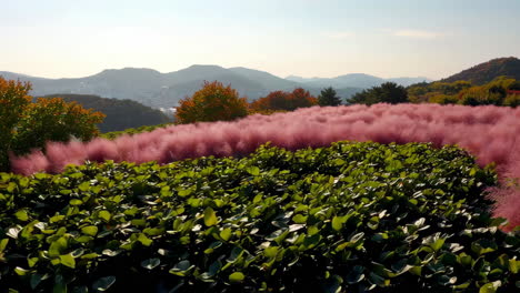 vast field of pink muhly grass in autumn landscape